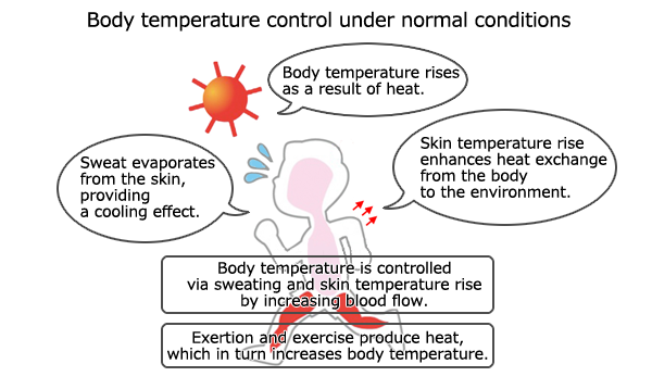 Body temperature control under normal conditions
